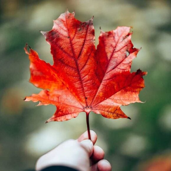 Express Entry Draw #372 IRCC Issued 345 PR Invitations on October 14, 2025- ImmigCanada Express Entry Draw #372