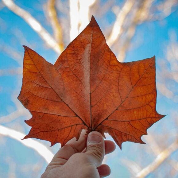 Quebec Invites Skilled Workers Through Latest Arrima Draw to Fill Key Labor Gaps in 2025- ImmigCanada Quebec Invites Skilled Workers