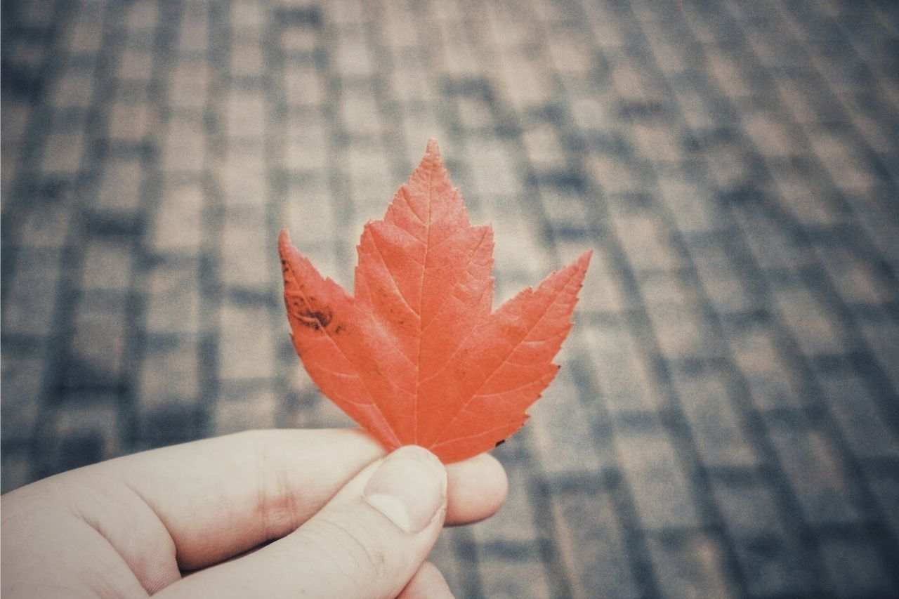 CEC Express Entry Draws in 2025 Reveal a Clear and Predictable Trend for Canadian Experience Class Candidates- ImmigCanada CEC Express Entry Draws