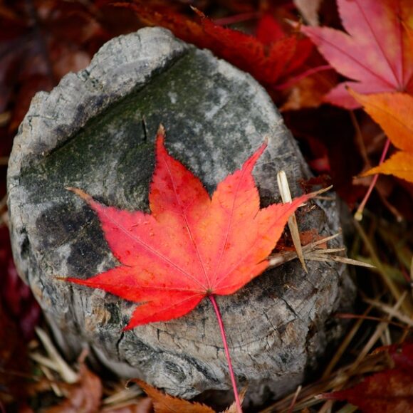 Quebec Skilled Worker Program Quebec Skilled Worker Program