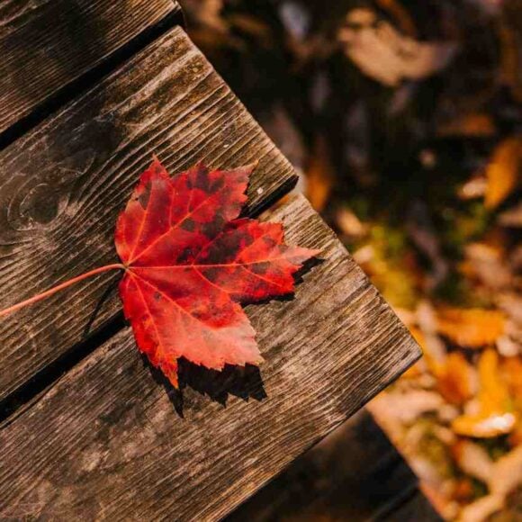 Manitoba PNP Joins Destination Canada Mobility Forum to Attract French-Speaking Talent- ImmigCanada Canada Mobility Forum