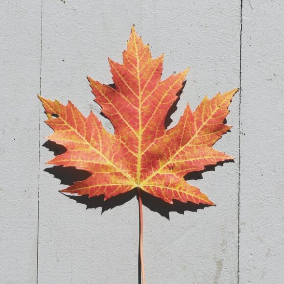 Pandemic Wrecked your Canada Dream Here’s How Canada’s Provinces are Likely to Recover Canada immigration