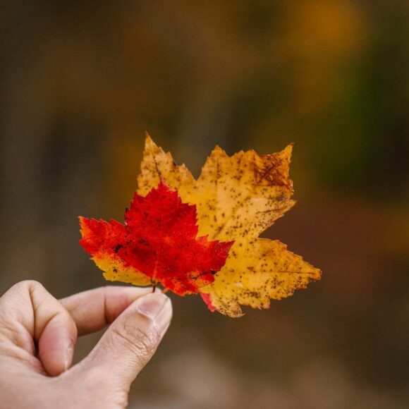 IRCC Issued Invitations to Express Entry Candidates in PNP-Specific Draw-ImmigCanada twelfth Express Entry draw