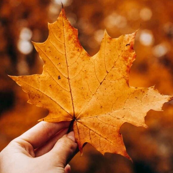 Canada's Express Entry Draw 265 3,000 Invitations Issued- ImmigCanada Express Entry Draw 265