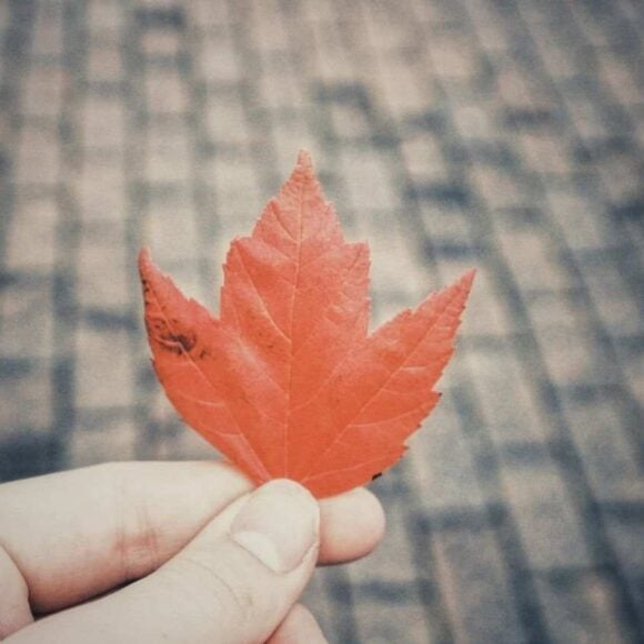 Quebec Immigrant Retention Reaches Historic High and Overtakes Ontario- ImmigCanada Quebec Immigrant Retention