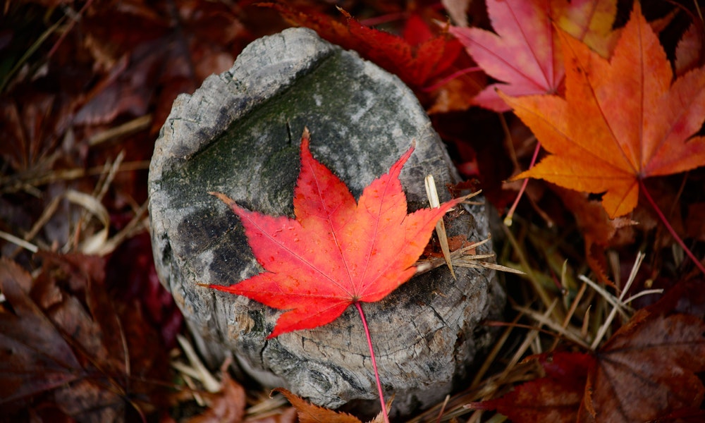 Quebec Skilled Worker Program Quebec Skilled Worker Program