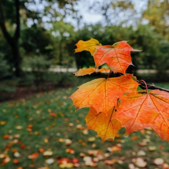 Sudbury's Rural and Northern Immigration Pilot- ImmigCanada Sudbury's Rural and Northern Immigration