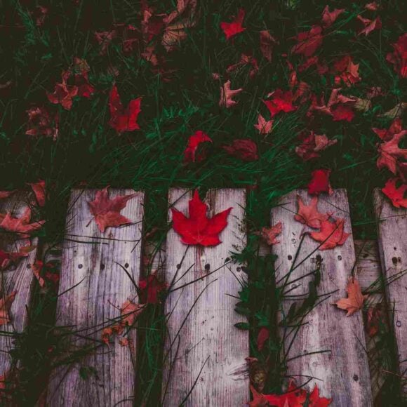 French Only Express Entry Draw- ImmigCanada French-only Express Entry Draw