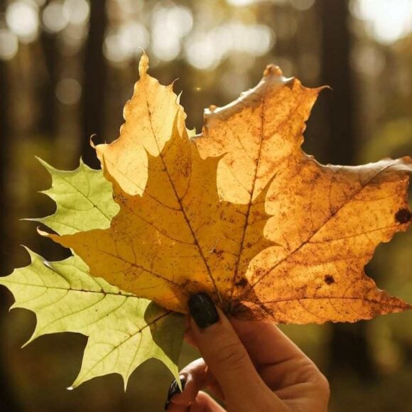 India Leads Canada’s Top Source Countries for 2024 New Permanent Residents- CanadaImmigrationNews Express Entry for Q4 2024