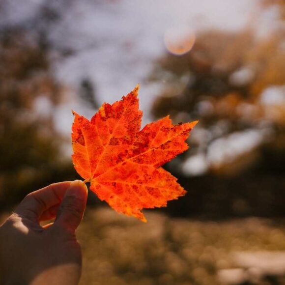 Saskatchewan Immigrant Nominee Program (SINP) Processing Time Updates What You Need to Know- ImmigCanada SINP Processing Time Updates