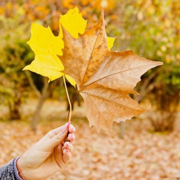 British Columbia Extends Invitations to Skilled Candidates and Tech Experts- ImmigCanada Skilled Candidates and Tech Experts