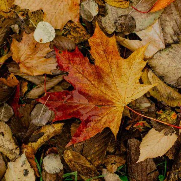 Temporary Residents Are Allowed to Have Immigration Intent, says IRCC Immigration Intent