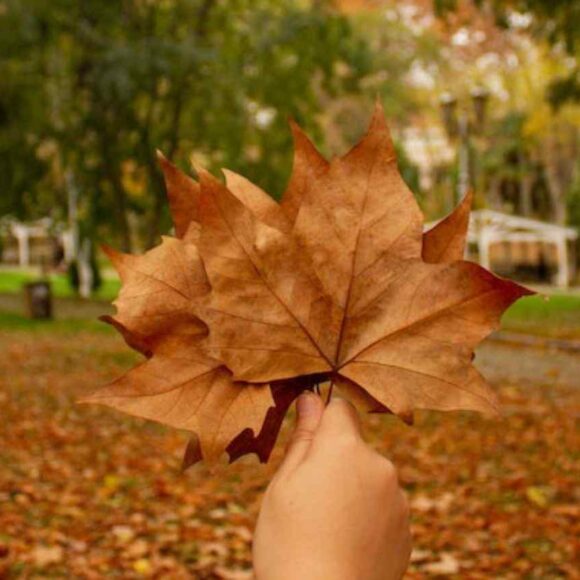 British Columbia Invited 91 Candidates in the Latest BC PNP Draw- ImmigCanada Latest BC PNP Draw