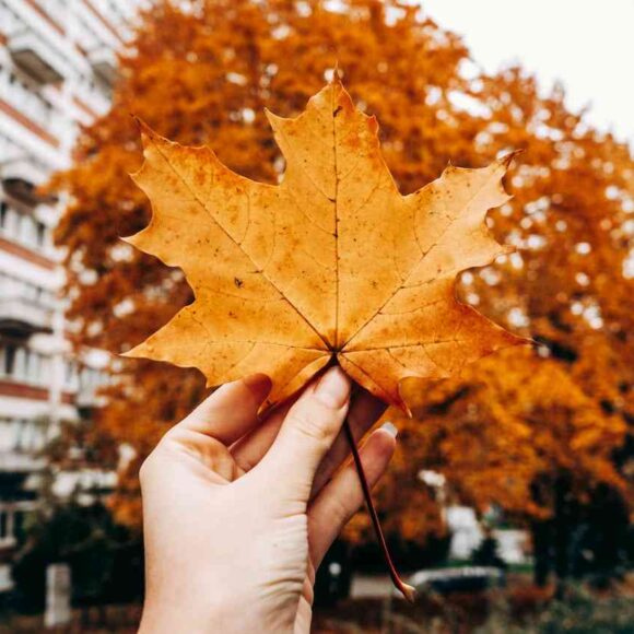 Canada Welcomes Over 1,000 Afghan Refugees in a Month- ImmigCanada Afghan Refugees