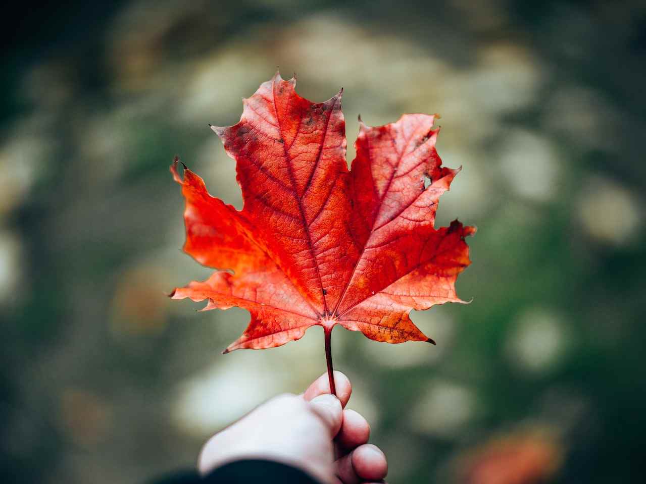 Canadian Citizenship Act 2025 Deadline Extension Explained- ImmigCanada Canadian Citizenship Act