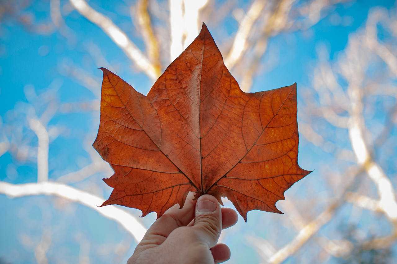 Quebec Invites Skilled Workers Through Latest Arrima Draw to Fill Key Labor Gaps in 2025- ImmigCanada Quebec Invites Skilled Workers