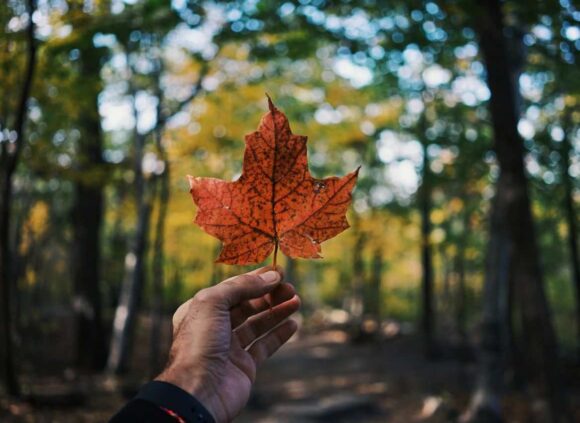 PEI Expression of Interest Draws Issue 159 Invitations A Key Step Toward Canadian PR- ImmigCanada PEI Expression of Interest Draws