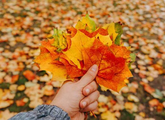 How Can I Apply for a Provincial Nomination Step by Step Under Express Entry- ImmigCanada Apply for a Provincial Nomination