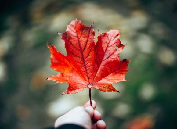 Manitoba Expands Pathways for Skilled Talent in Latest MPNP Draw With 47 Invitations - ImmigCanada Latest MPNP Draw With 47 Invitations