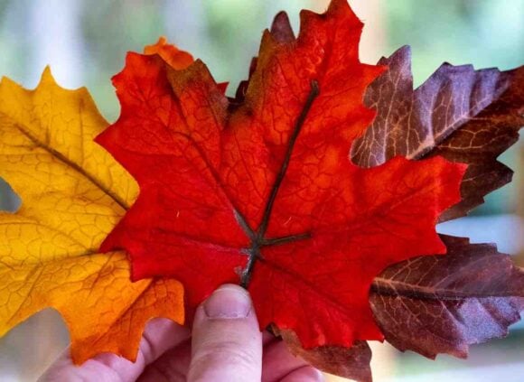 Federal Court Reverses Citizenship Revocation After Prolonged Government Delay- ImmigCanada Federal Court Reverses Citizenship