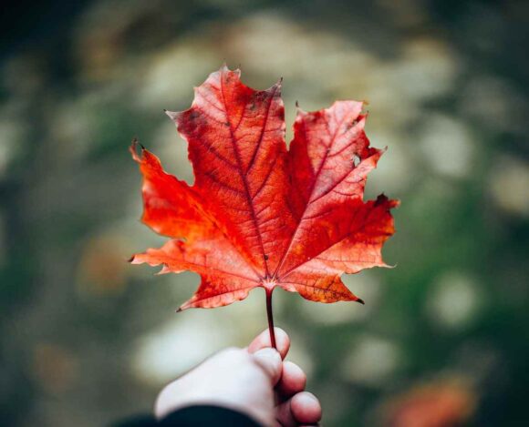 IRCC Updates Officer Authority Under IL 3 to Strengthen Canada Immigration Processing- ImmigCanada Officer Authority Under IL 3