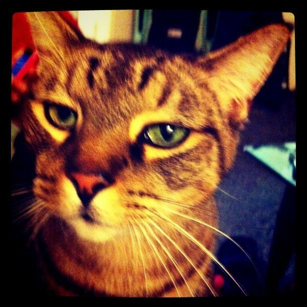 עוקבים באינסטגרם תוכנה