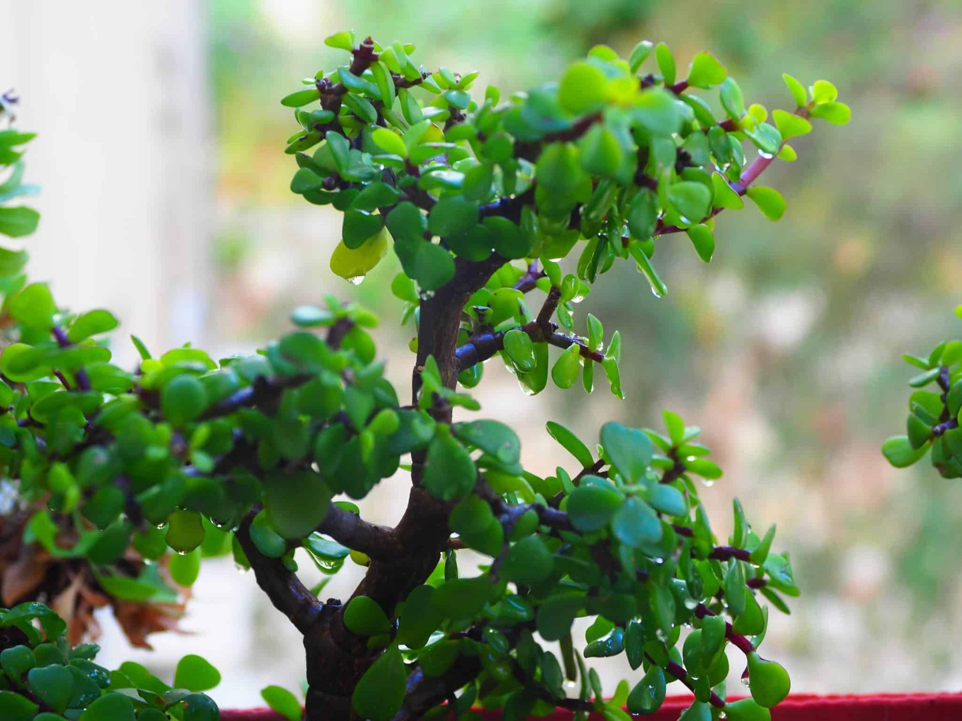 סוקולנטים: יופי טבעי וקל לגידול שיהפוך כל חלון לגן פורח. Портулакария афра (Portulacaria afra) сформированная в стиле бонсай