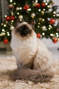 Image SEO: Top 5 Tips For Optimizing Alt Text and Title Text 1 A Siamese Cat Sitting In Front Of a Christmas Tree