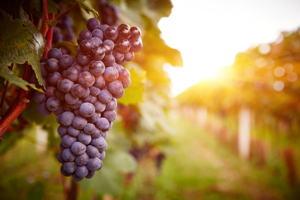 Vineyards,At,Sunset,In,Autumn,Harvest.,Ripe,Grapes,In,Fall.