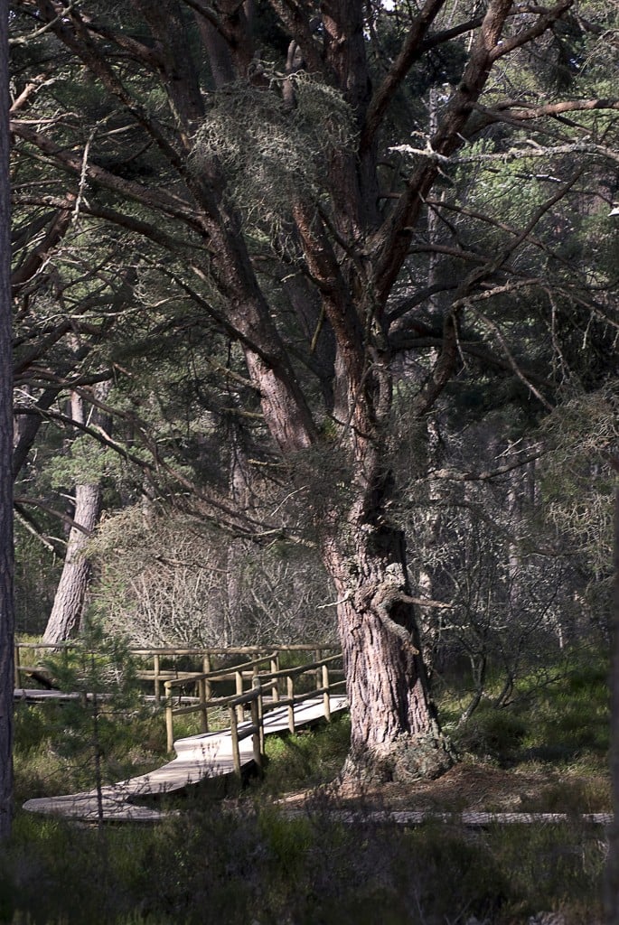 tree of life