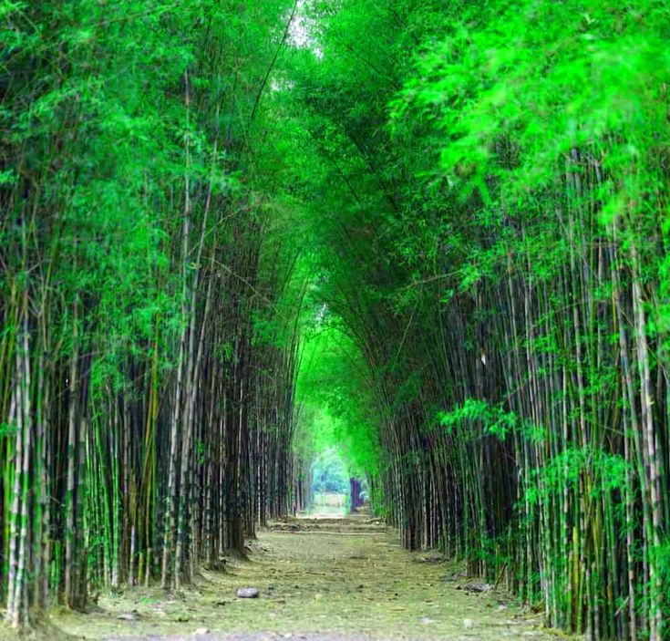 Hutan Bambu Keputih