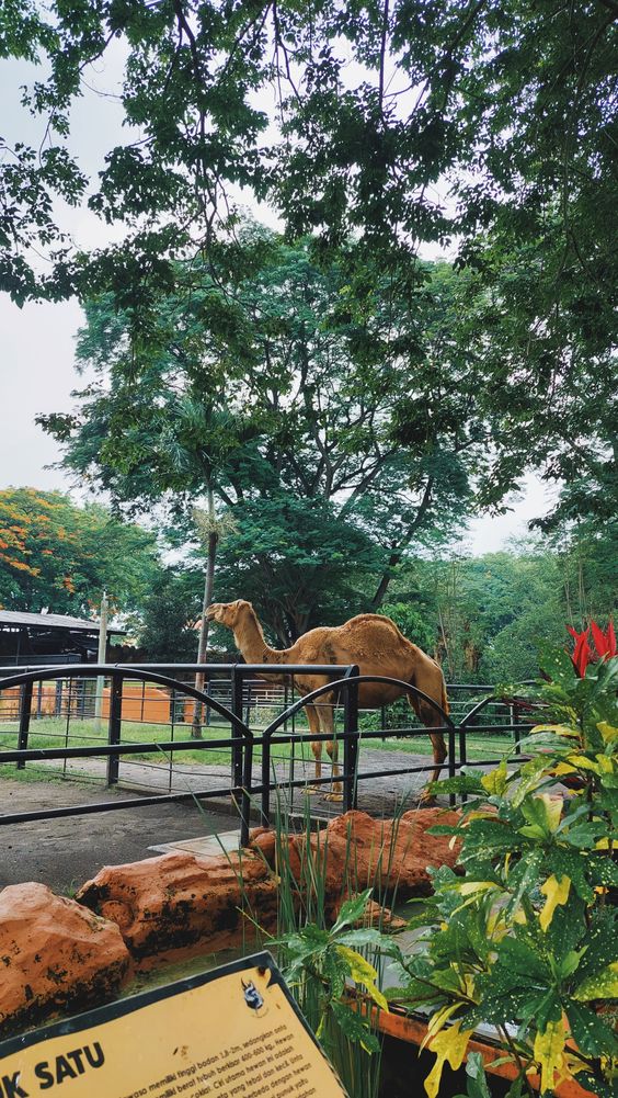Kebun Binatang Surabaya