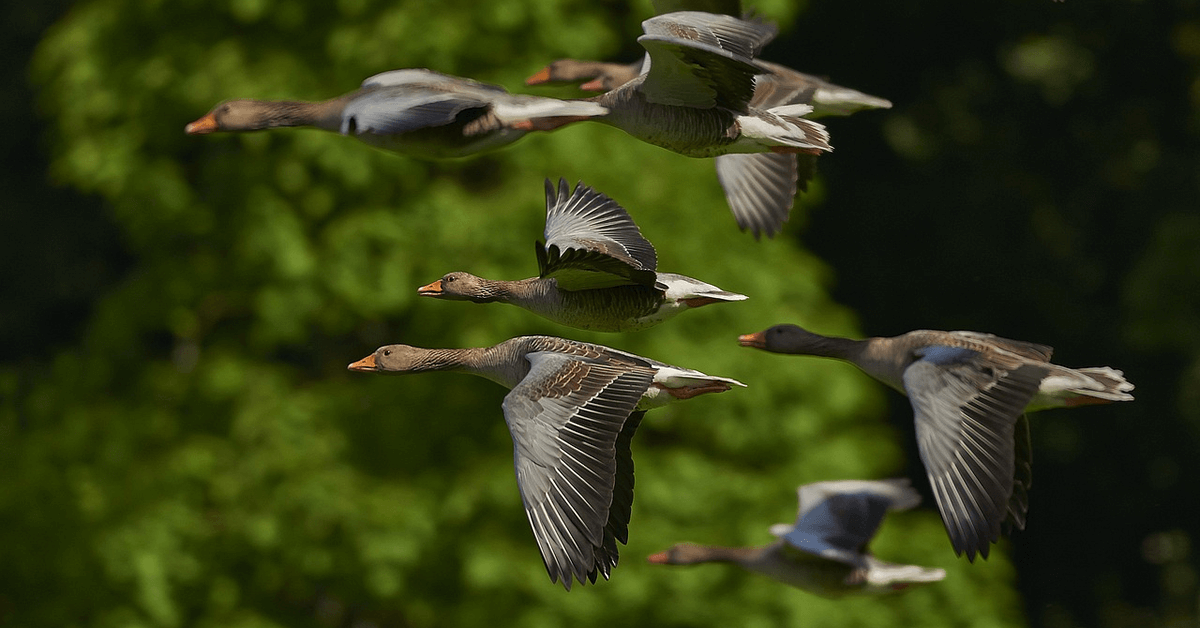 Wietexperiment met overheidswiet - Leli Holland (Village Farms) zit in het wietexperiment