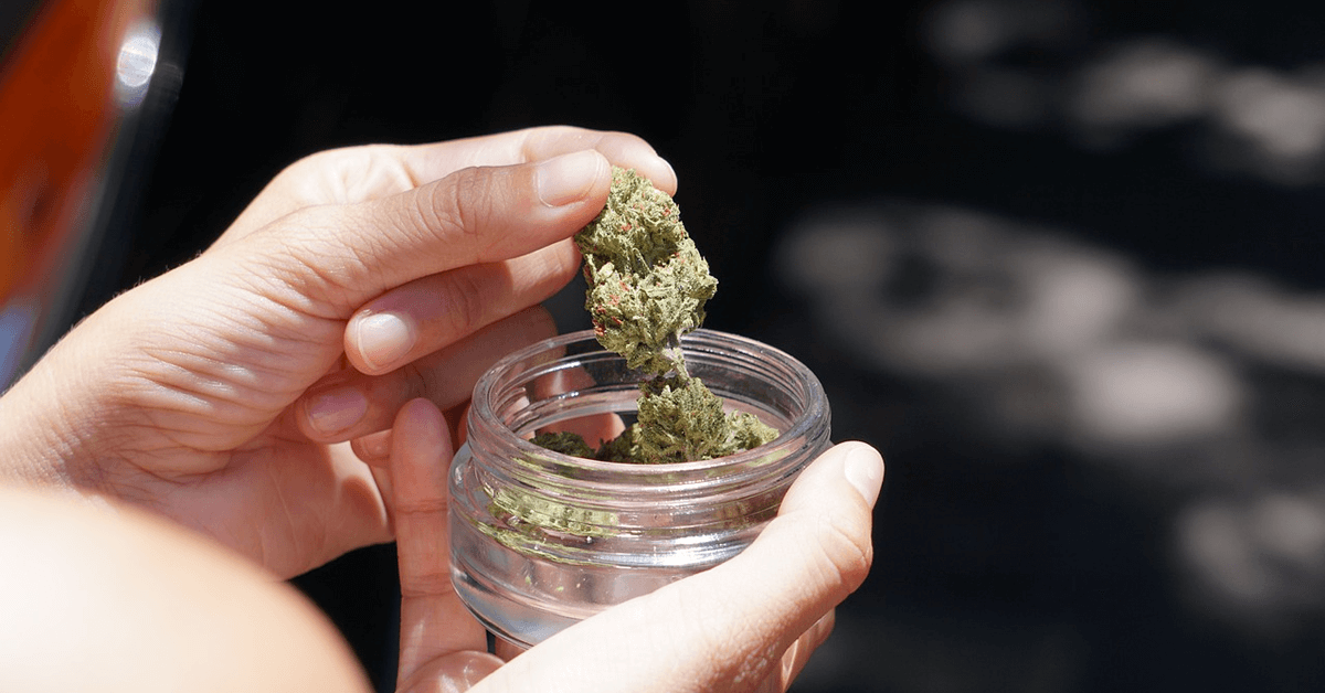 Wietexperiment met overheidswiet - voorbereiding door telers