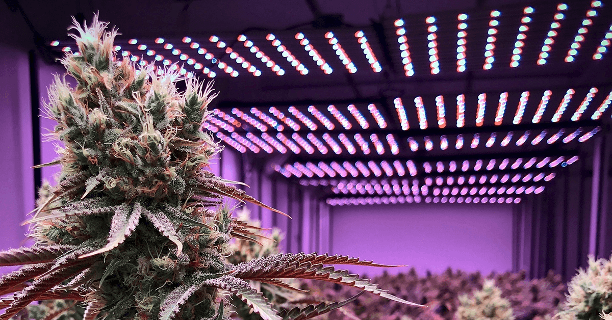 Wietexperiment met overheidswiet - aanvang inrichting telers