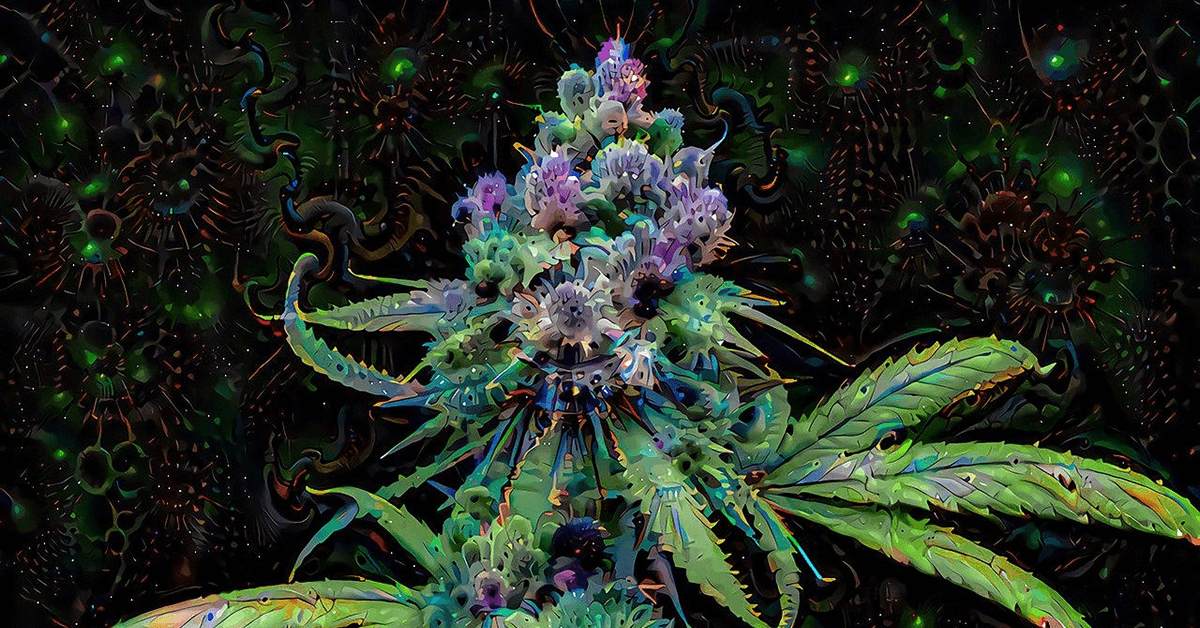 Wietexperiment met overheidswiet - Holigram gaat kweken met Paradise Seeds