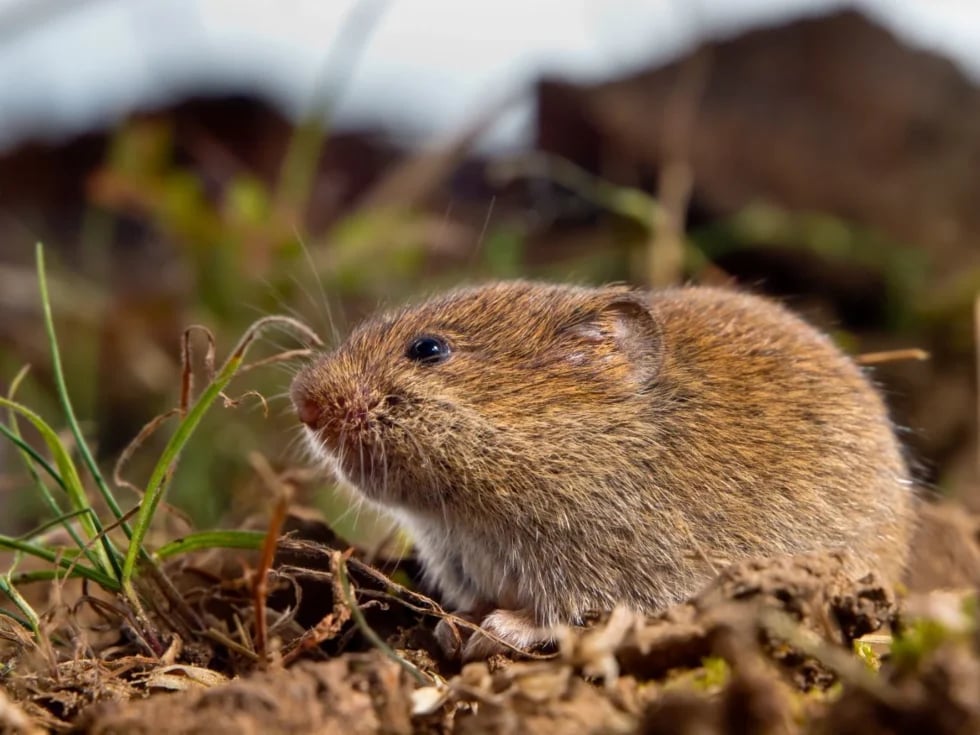 How to Fix Vole Lawn Damage