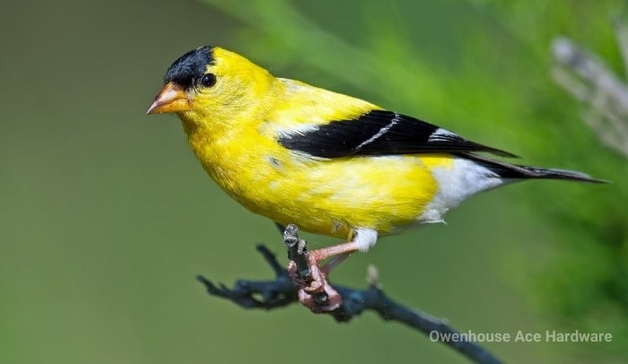 American Goldfinch Bozeman Montana
