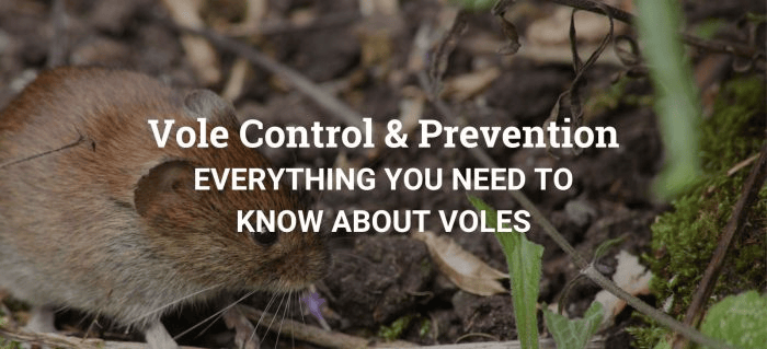 everything-you-need-to-know-about-vole-prevention-and-remova