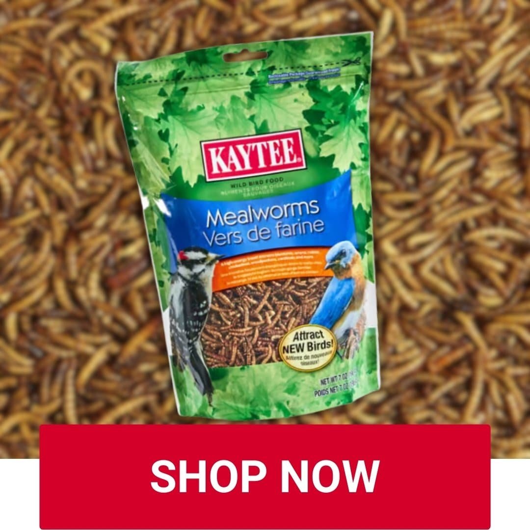 Dried mealworms Owenhouse Ace Hardware