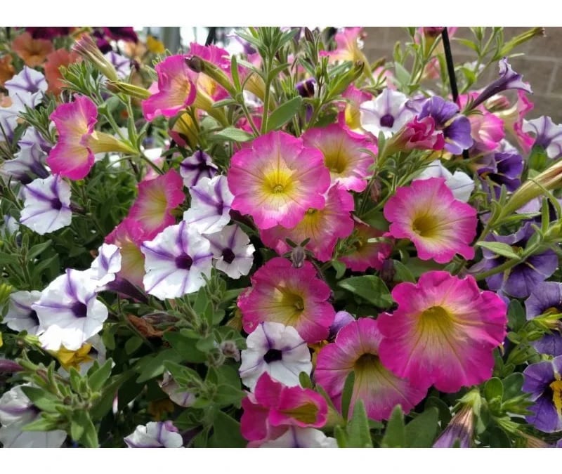 Our Top 10 Favorite Garden Flowers