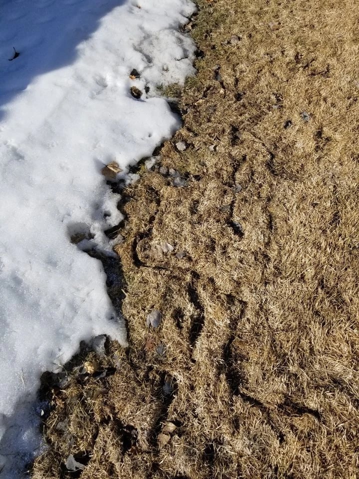 vole lawn damage which can be seen by the snow on bozeman