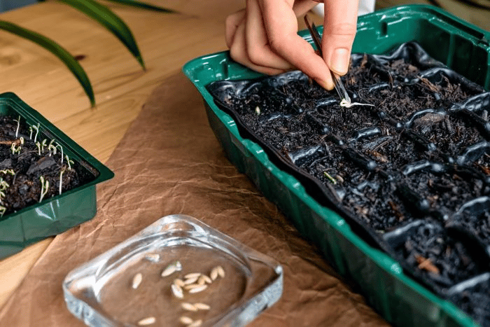 Woman sowing seeds into dirt