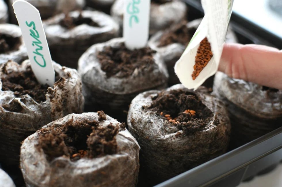 planting seeds in peat pellets to growing herb veg