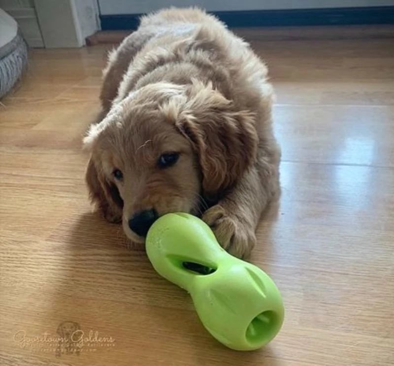 West Paw Qwizl at Owenhouse Ace Hardward. A Dog and its green toy