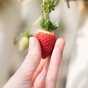 a ripe strawberry hanging in a garden