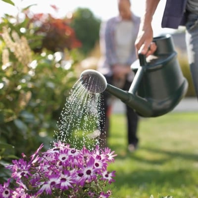 beautiful purple flowers being watered with a watering can beautiful purple flowers being watered with a watering can