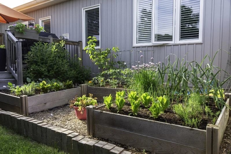 beautiful colorful garden in a raised garden bed