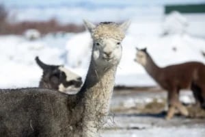 white alpaca belonging to alpacas of montana