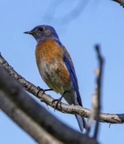 Western Bluebird
